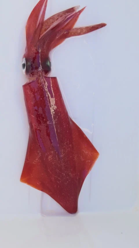 Squid calamari fresh catch alive on white background Stock Footage 311378221