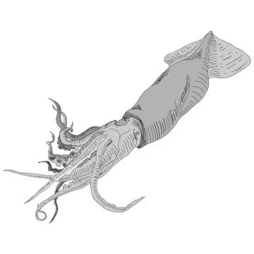 Squid, calamary isolated on white background. Stock Illustration