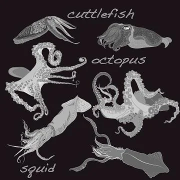Squid, calamary, octopus, cuttlefish isolated on dark  background. Stock Illustration