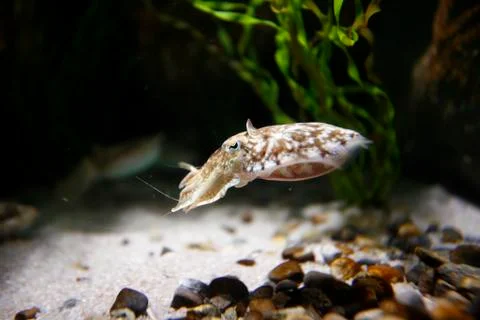 A squid (cephalopoda) with a variable colouring Stock Photos