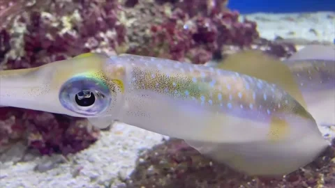 Squid color changing in slow motion. Chromatophore patterns. Close-up. Stock Footage 170073651