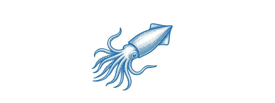 Squid Drawing Vector Print – Nautical Marine Illustration Stock Illustration
