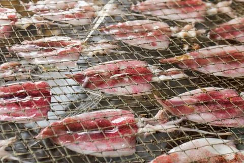 Squid drying on net Stock Photos