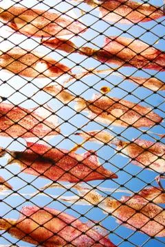 Squid drying in sun Stock Photos