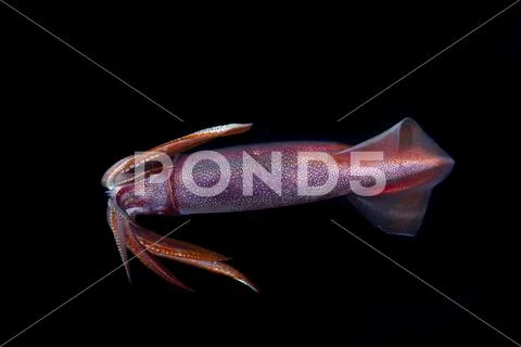 Squid during a blackwater dive in the Philippines Stock Photos