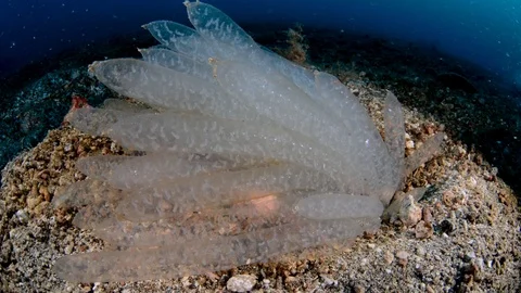 Squid Eggs Stock Footage 112235889