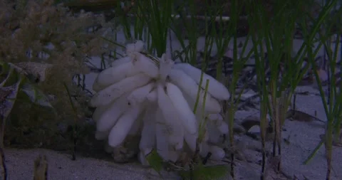 Squid Eggs On Seabed, Close Up 8K Video stock 331357425