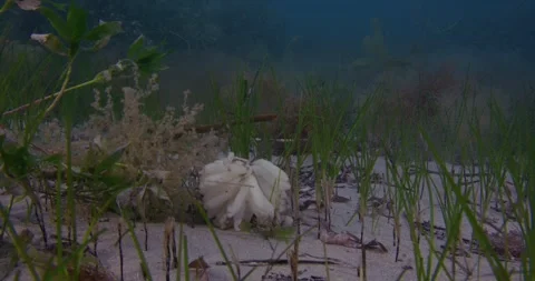 Squid Eggs On Seafloor, 8K Vídeo Stock 331358068