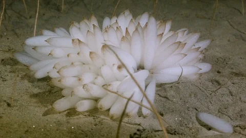 Squid Eggs Underwater Stock Footage 127441200