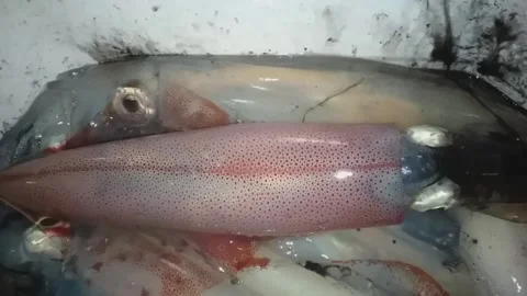 Squid fish Stock Footage 165135866