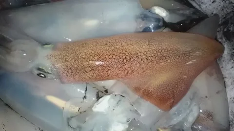 Squid fish 스톡 동영상 165136390