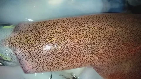 Squid fish Stock Footage 165136455