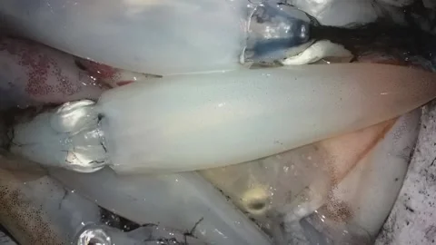 Squid fish Stock Footage