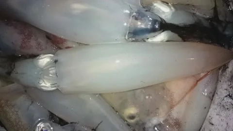 Squid fish Stock Footage 165531100