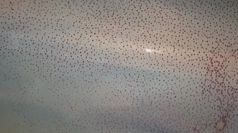 Squid fish Stock Footage 165531186