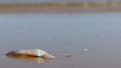 Squid fish stranded on the beach Stock Footage 259429592