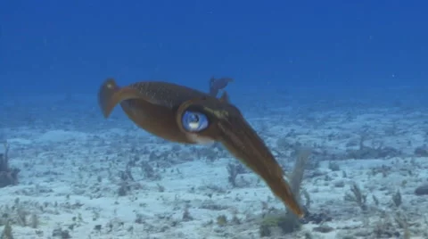 SQUID Видео 1844622