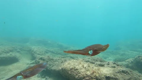 Squid Stock Footage 137041157