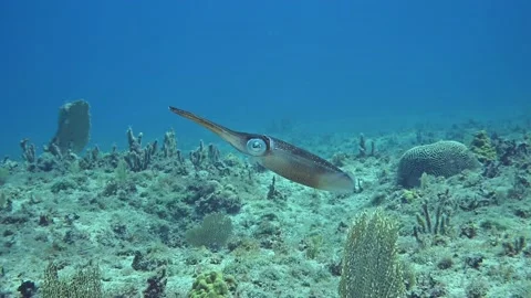 Squid Stock Footage 156971666