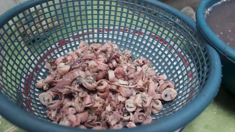 Squid Stock Footage 276148779