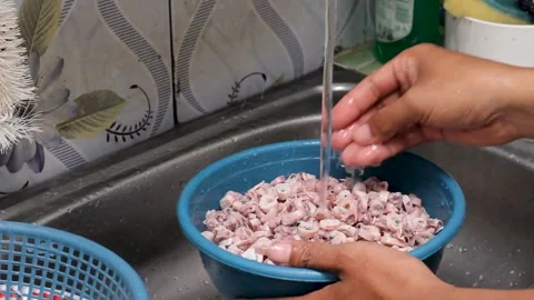 Squid Stock Footage 276149034