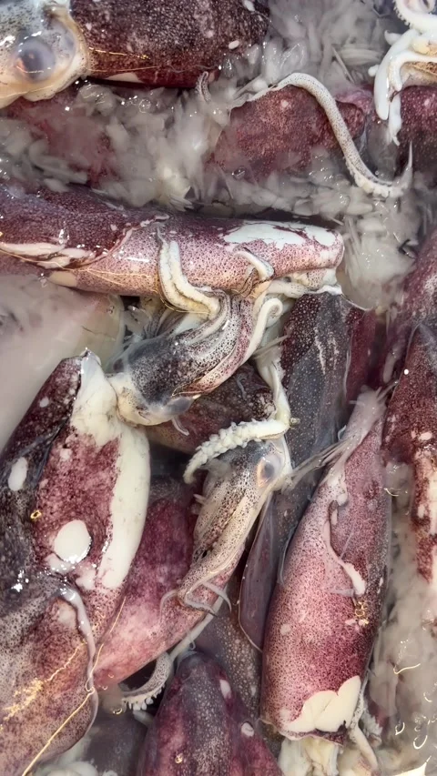 Squid Stock Footage 338149362