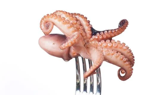 Squid on a fork on white background Stock Photos