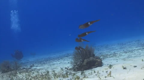 Squid (group of four) Видео 2104272