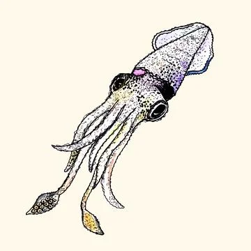 Squid hand drawn style vector illustration Stock Illustration
