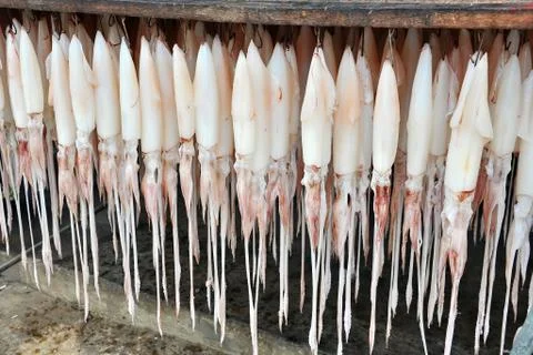 Squid hanging Stock Photos