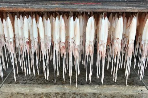 Squid hanging Stock Photos