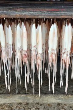 Squid hanging Stock Photos