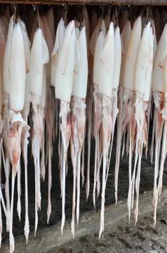 Squid hanging Stock Photos