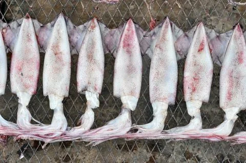 Squid hanging Stock Photos