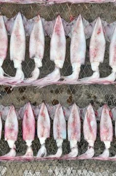 Squid hanging Stock Photos