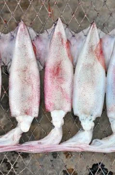 Squid hanging Stock Photos