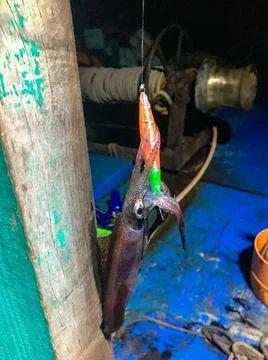 A squid has just been caught in the sea Stock Photos