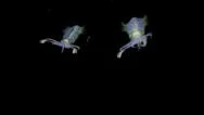 Squid Hovering In Front Of Bright Light Nighttime Underwater Stock Footage