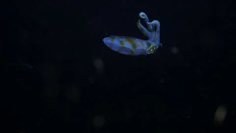 Squid hunting. Stock Footage 153308434