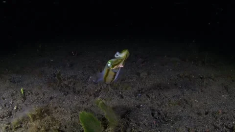 Squid hunting at night Stock Footage 242639081