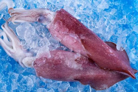 Squid on ice Stock Photos