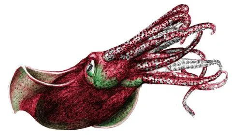 Squid Stock Illustration