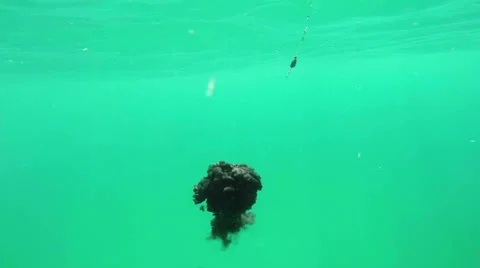 Squid jigging in the ocean 库存影片 35555978