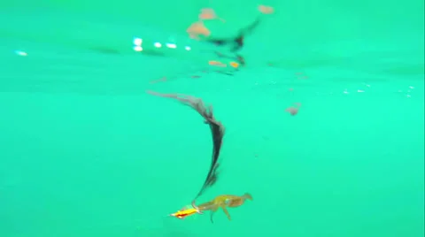 Squid Jigging, Underwater Stock Footage 35773450