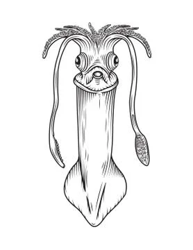 Squid Line art Illustrazione stock