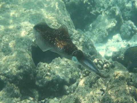 Squid, maldives Stock Footage 107125511