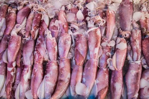 Squid in the market Stock Photos