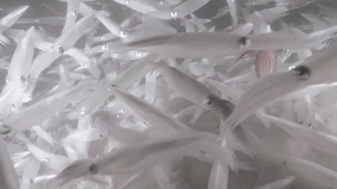 Squid mating in ocean Stock Footage 259908809