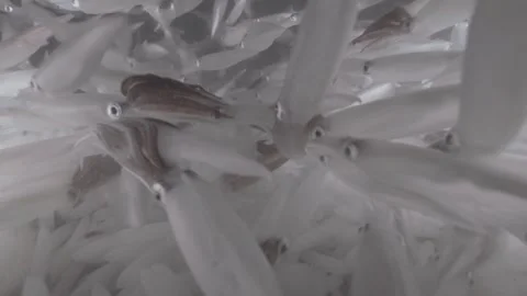 Squid mating in ocean Stock Footage 259908828