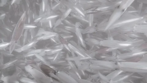 Squid mating in ocean Stock Footage 259908831